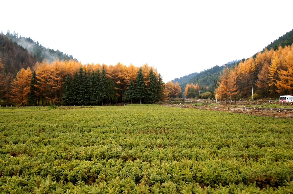 沙滩苗圃地.JPG