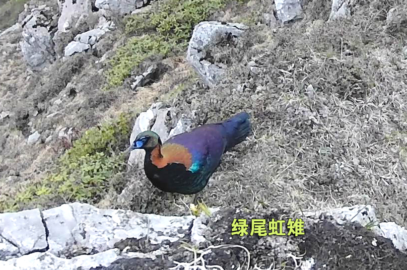 绿尾虹雉334.jpg 绿尾虹雉334.jpg