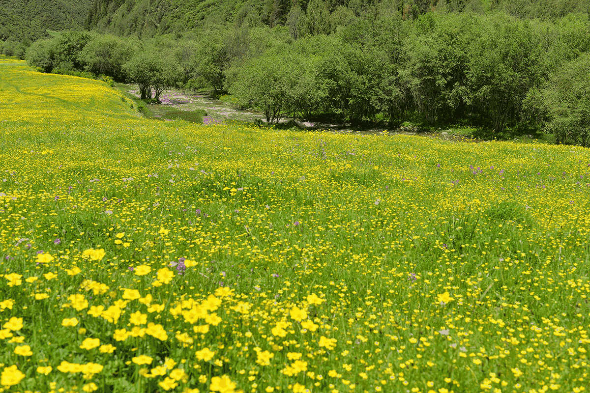 车巴护林点风景 100.jpg