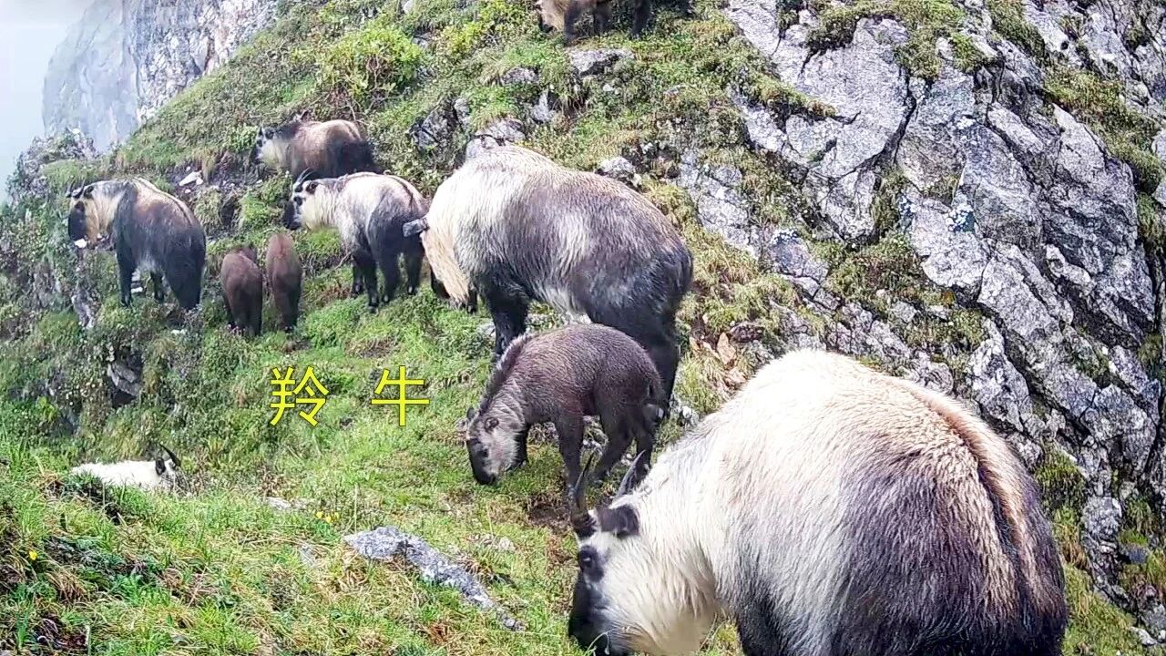 图片-1 羚牛.jpg 图片-1 羚牛.jpg
